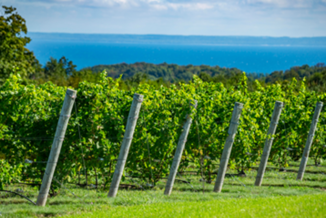 LP Wine Trail