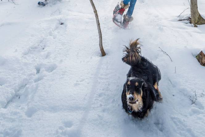 Woofer's on the Run