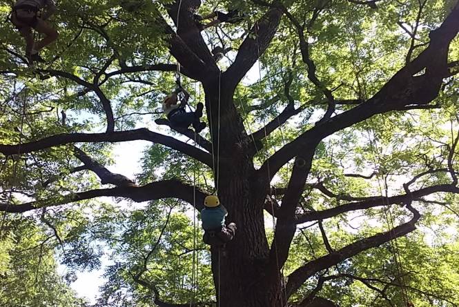TREE CLIMBING ADVENTURES