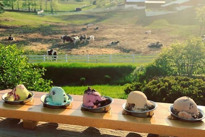 Flight overlooking Pasture