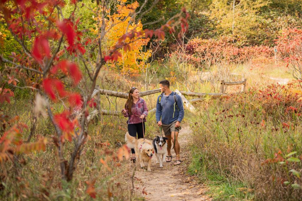 Fall Hike With the Dogs