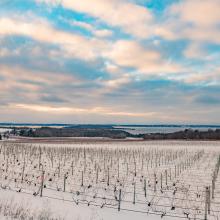 Quiet Vineyard covered in snow