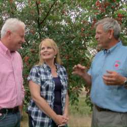 Cherries in Traverse City