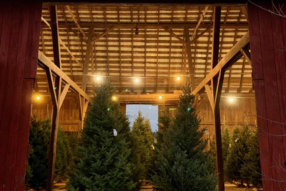 Clark's Family Tree Farm