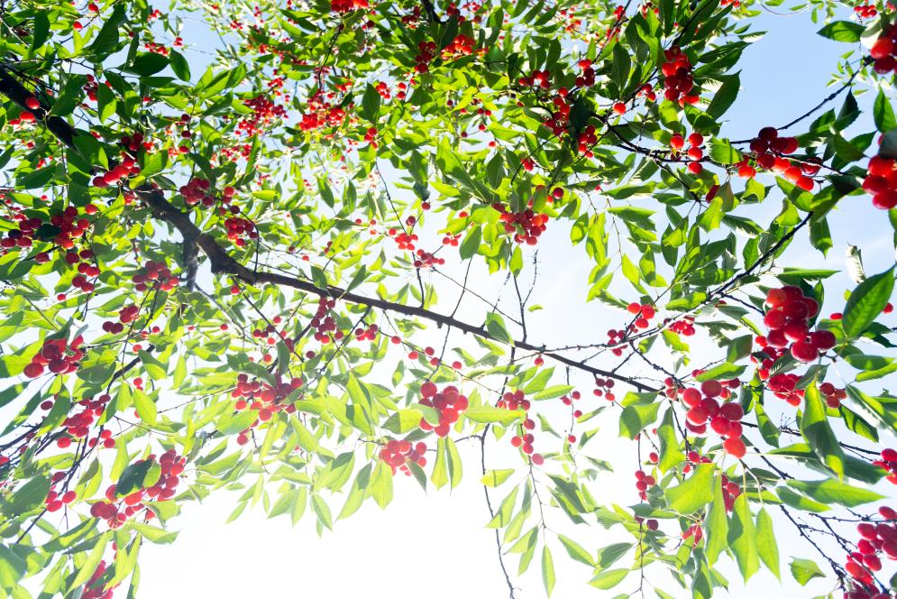 A cherry tree at King Orchards in Antrim County, Michigan