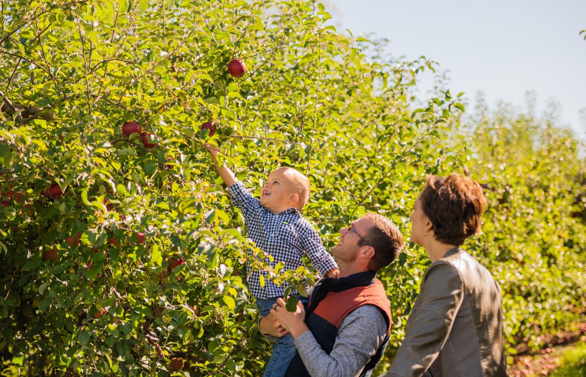 Child reaching for apple