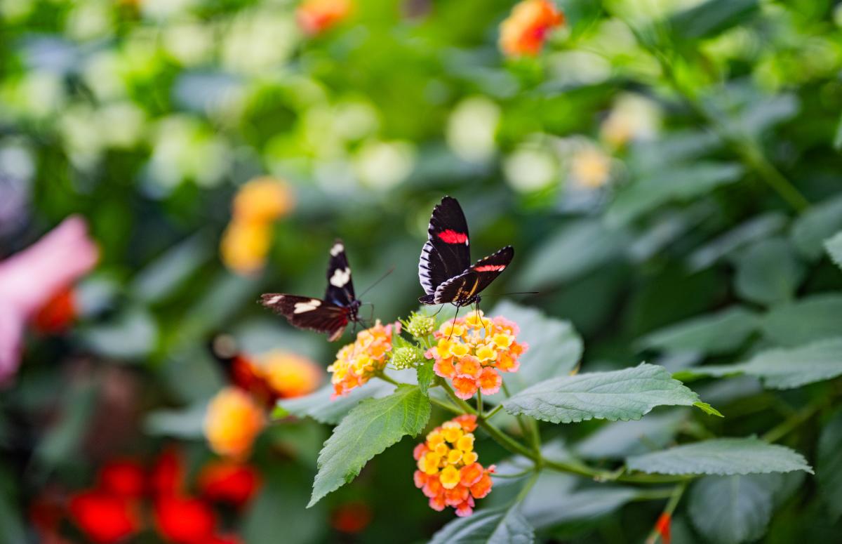 The Butterfly House & Bug Zoo