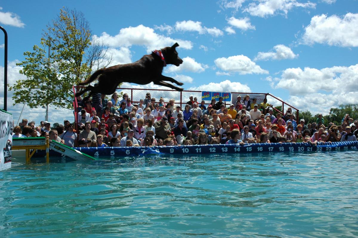 Ultimate Air Dogs
