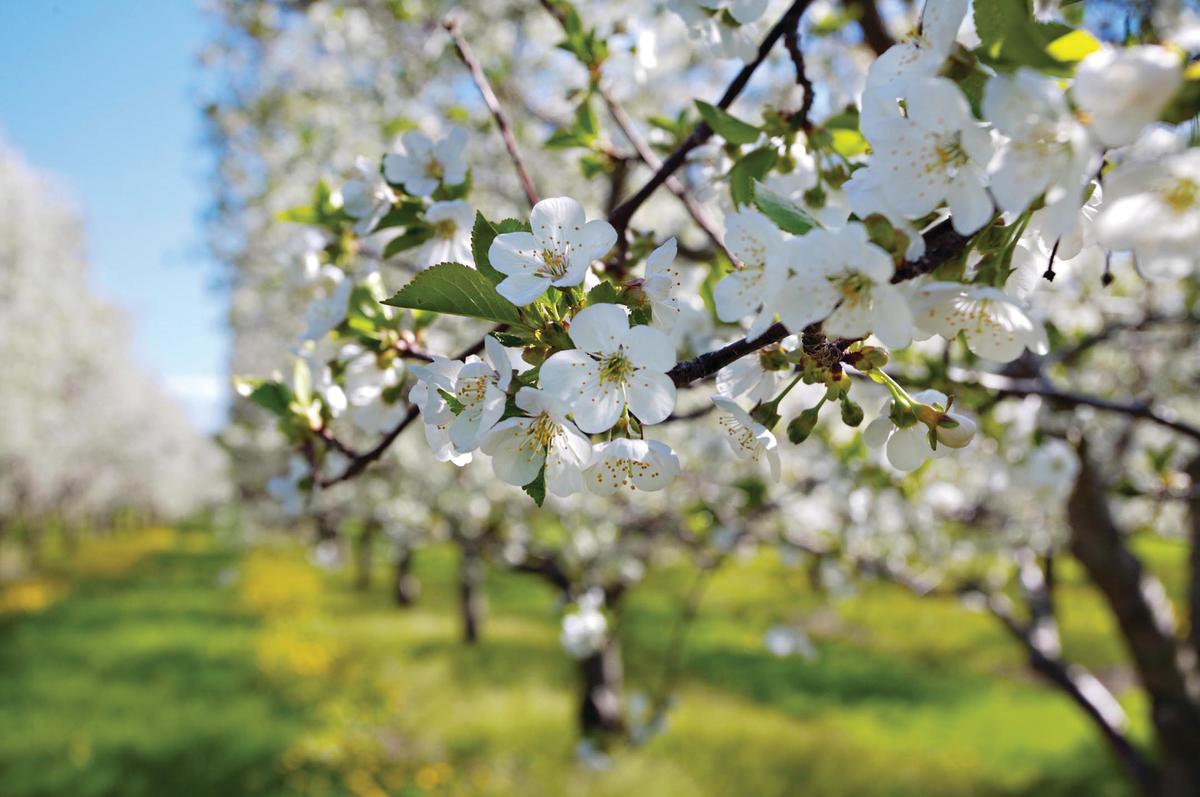 Cherry Blossoms