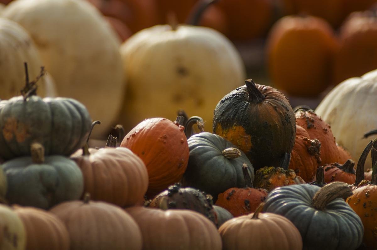 Pumpkins at the Farm Market