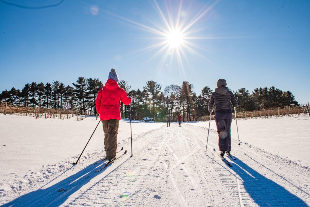 Cross-country skiing in the vineyards