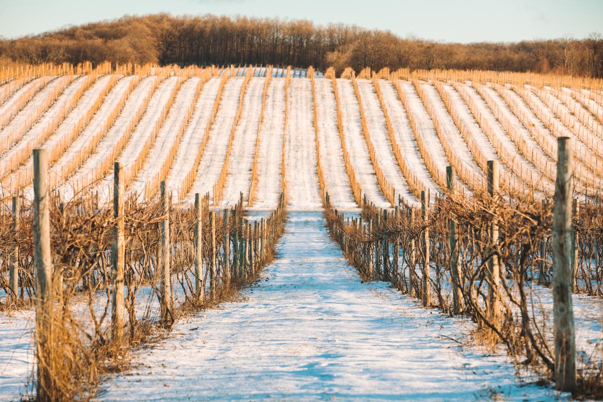 Snow covered vineyard