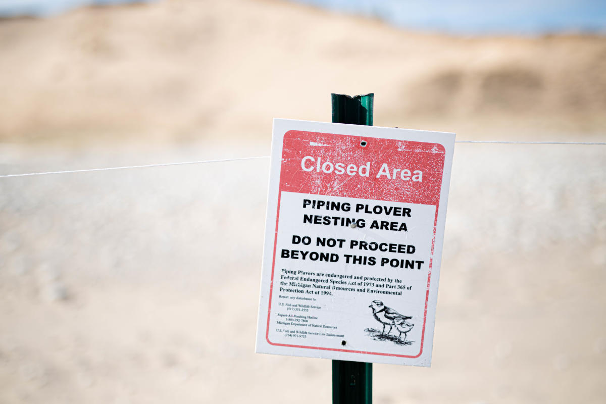 Piping Plover Protection