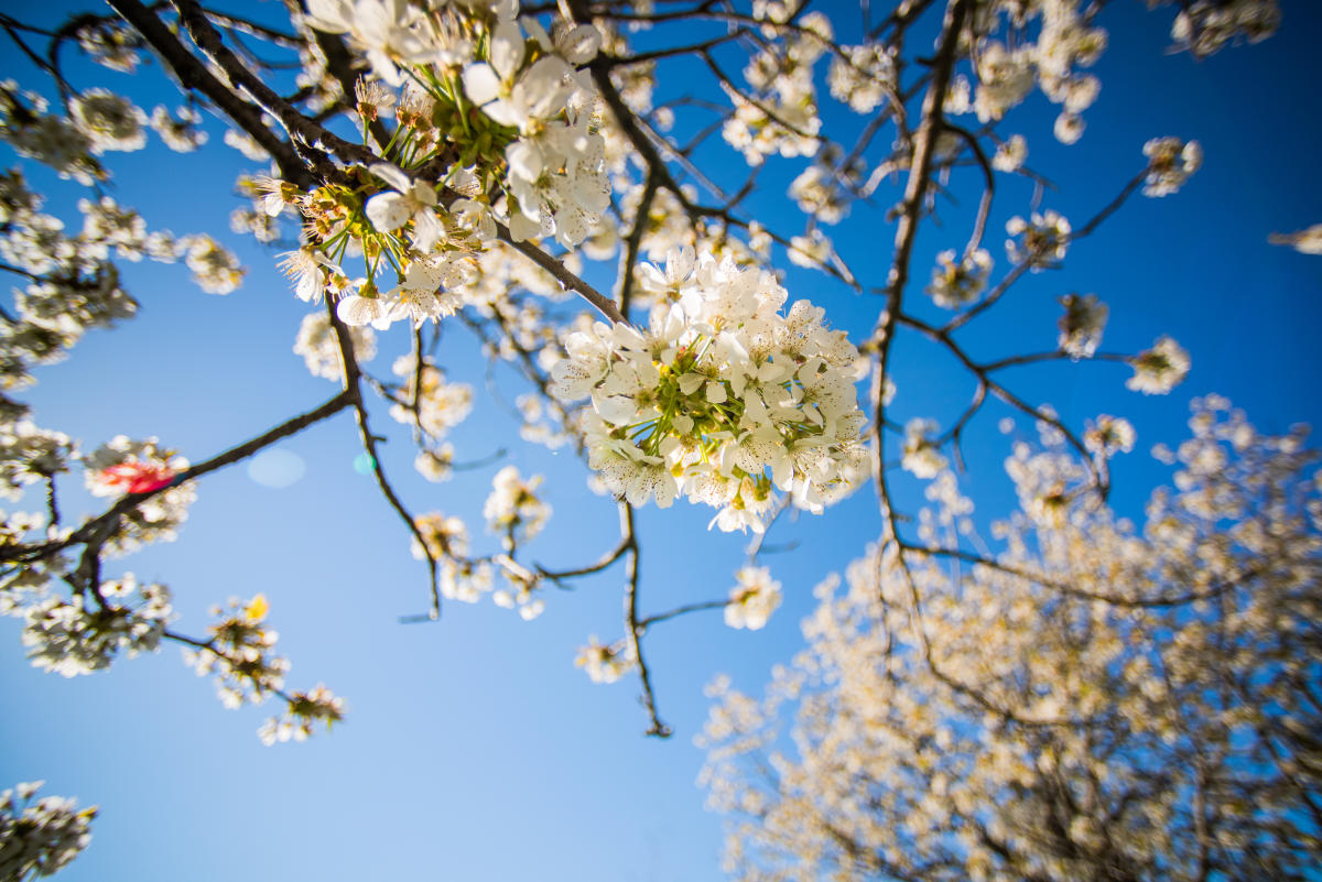 Close-Up of Cherry Blossoms