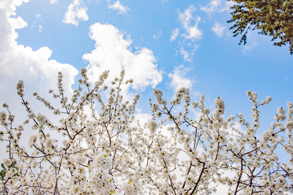 Cherry Blossom