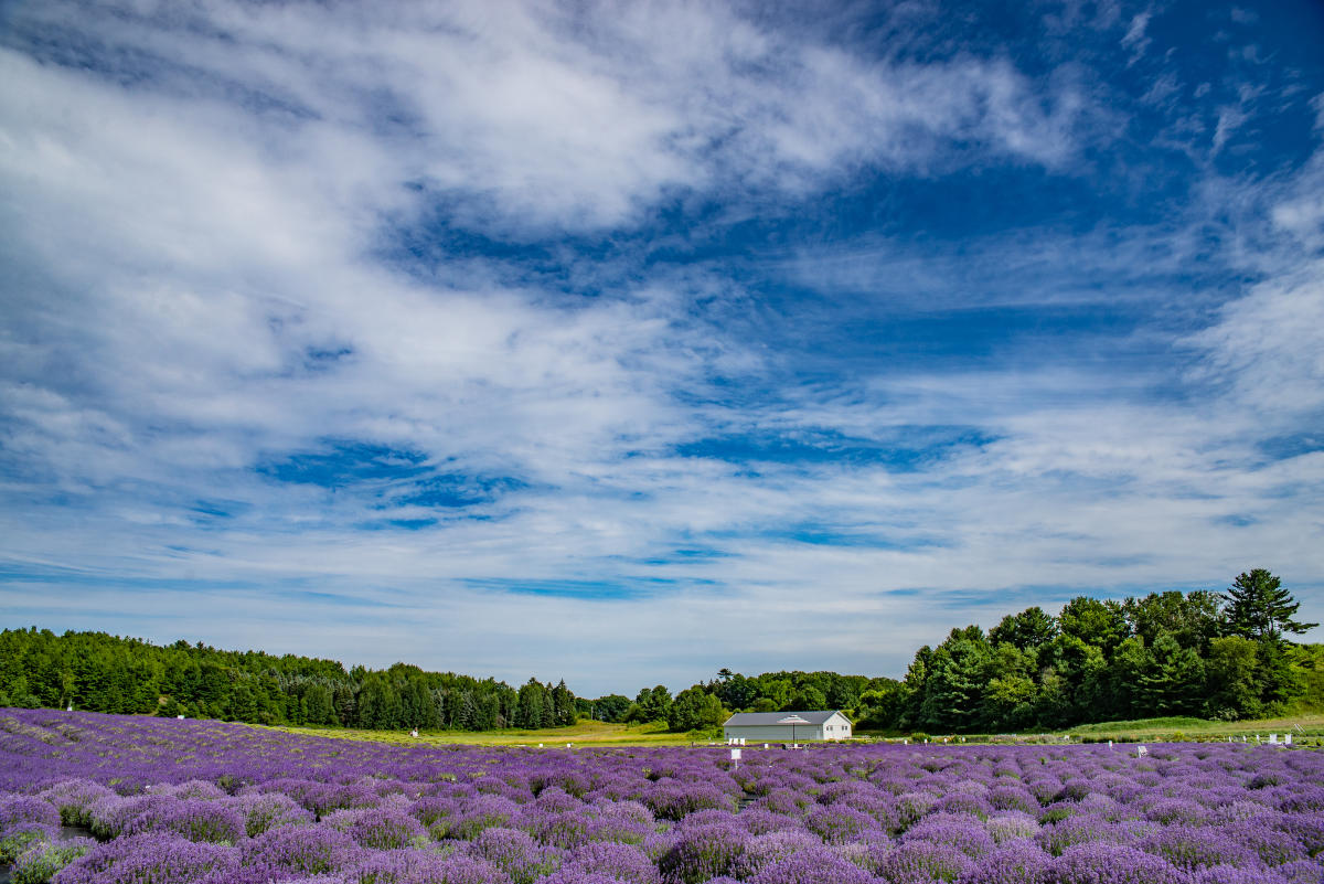 Blue Sky Over Lavender