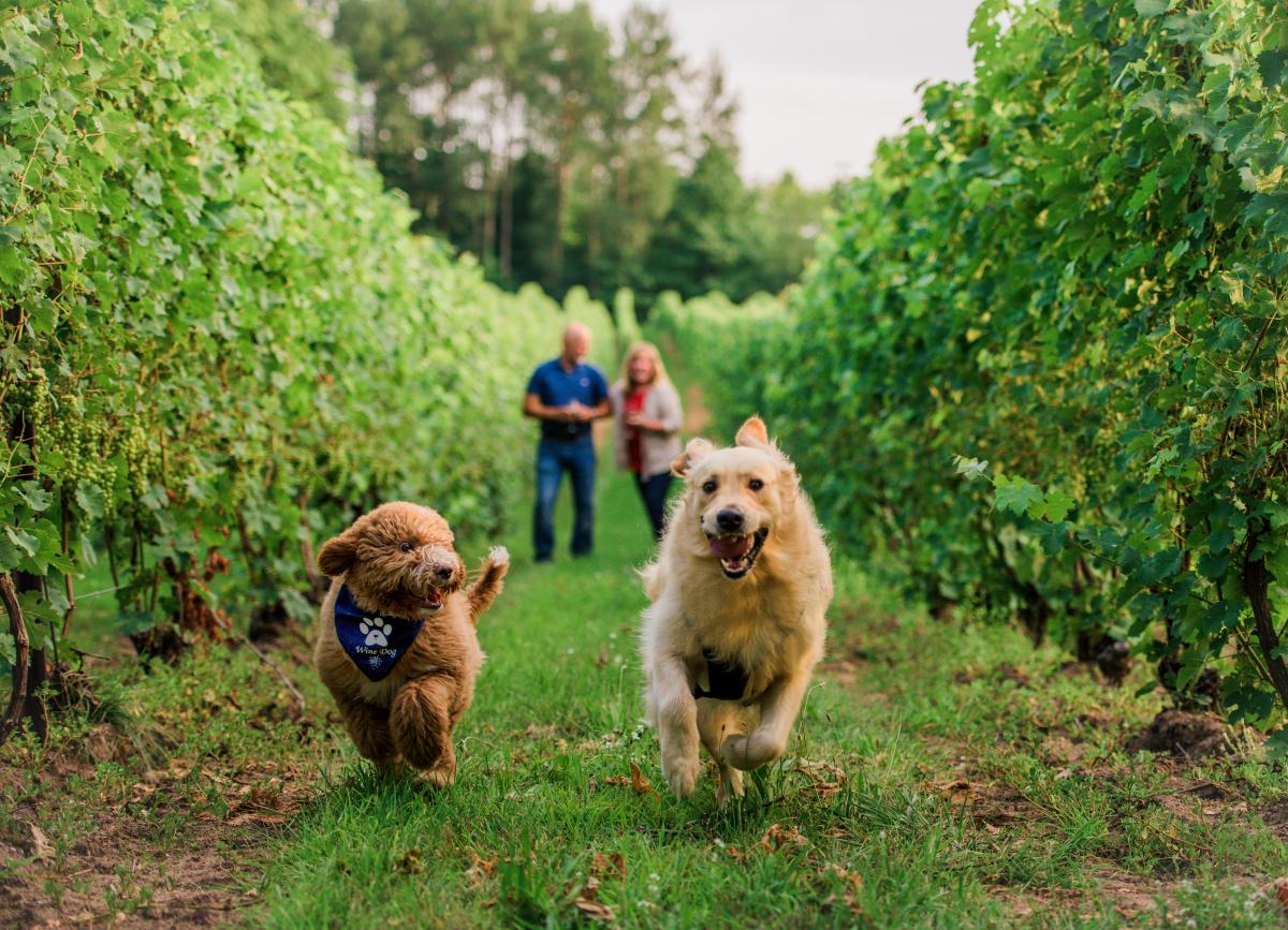 Dogs running at Bowers Harbor Vineyards
