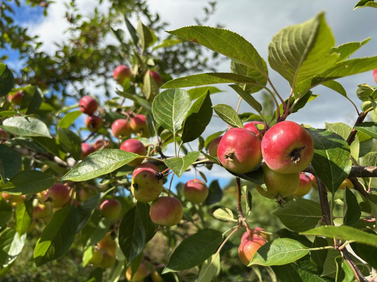 Apples along the Leelanau Trail