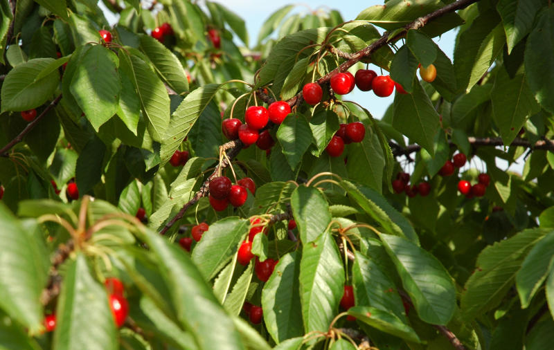 How to Pick Cherries in Traverse City: Advice From Farmers