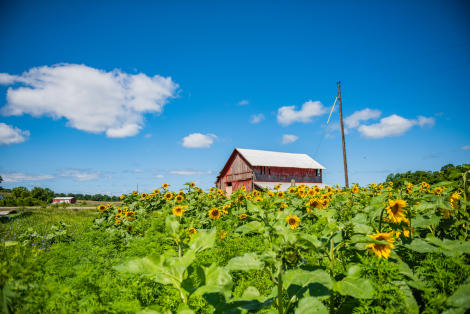 Elk Rapids sunflowers with barn