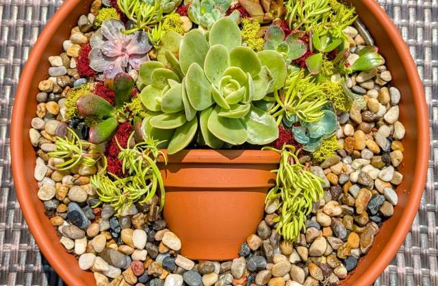 Succulent Art Workshop