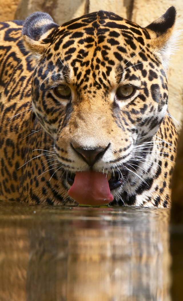 Elmwood Zoo Jaguar