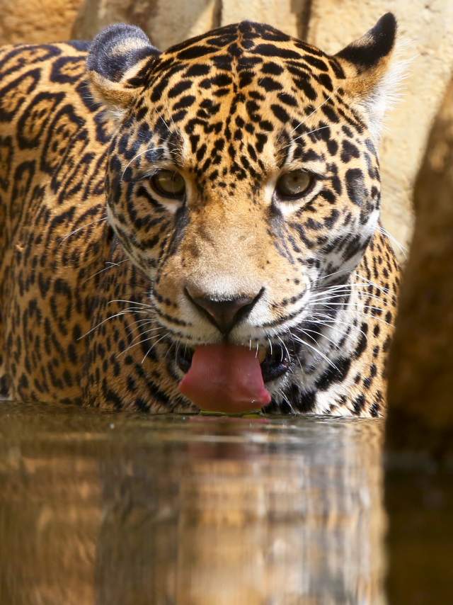Elmwood Zoo Jaguar