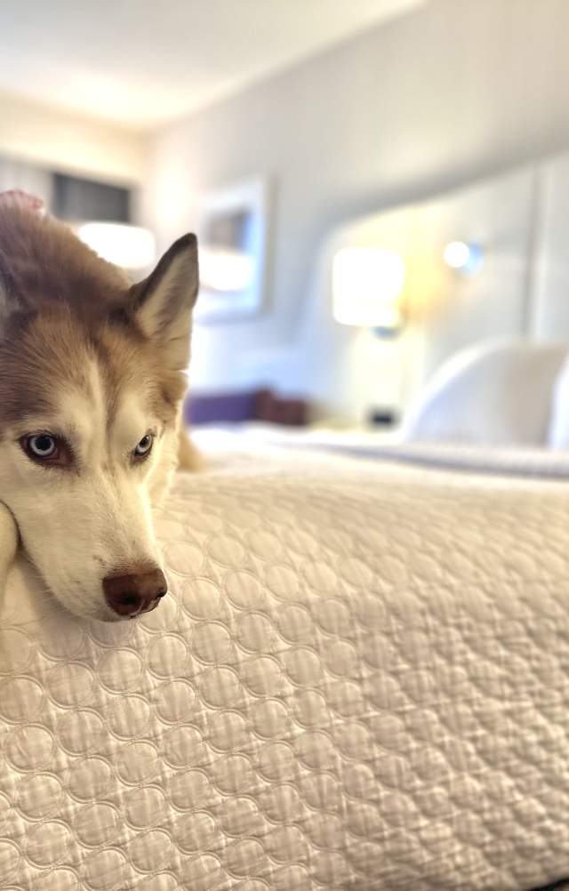 Husky sits on hotel bed
