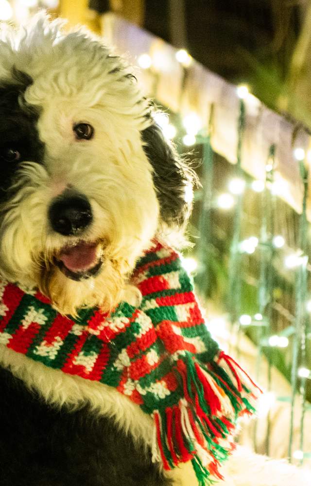 Dog at Elmwood Park Zoo