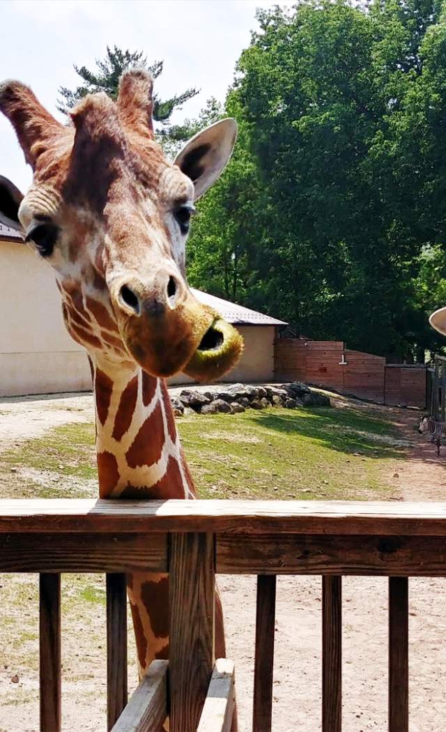 zoo