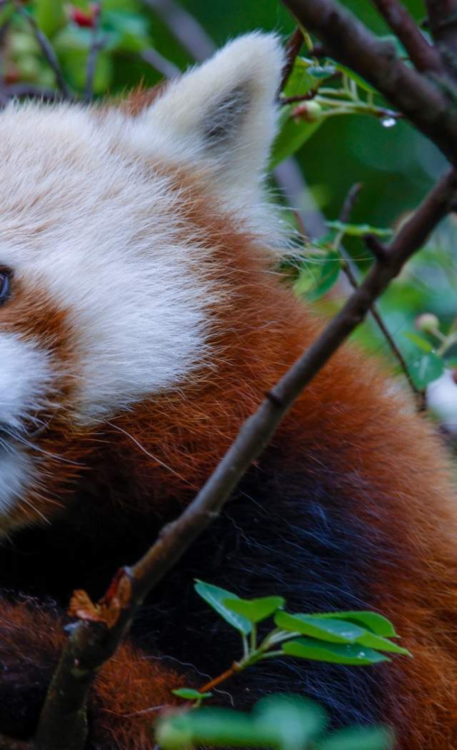 Elmwood Park Zoo Favorite Animals Header