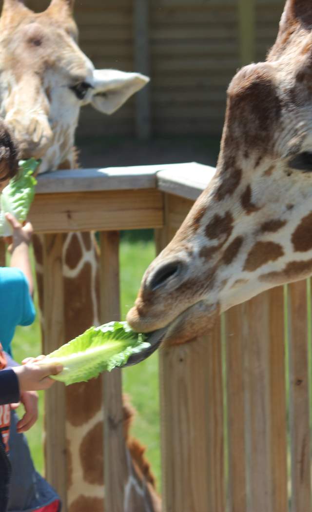 Elmwood Park Zoo Giraffe Feeding