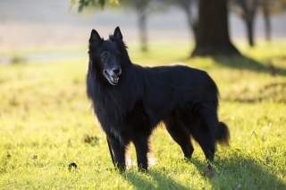 embark montco