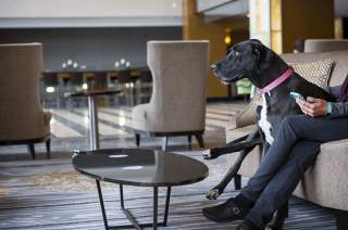 Pet Friendly Sheraton