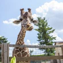 Elmwood Park Zoo