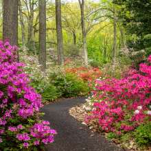 Jenkins Arboretum