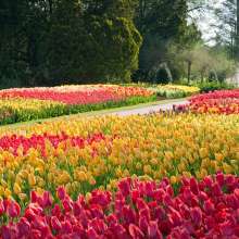 Tulips at Longwood