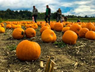 Local Pumpkin Patches to Visit in Montco this Fall