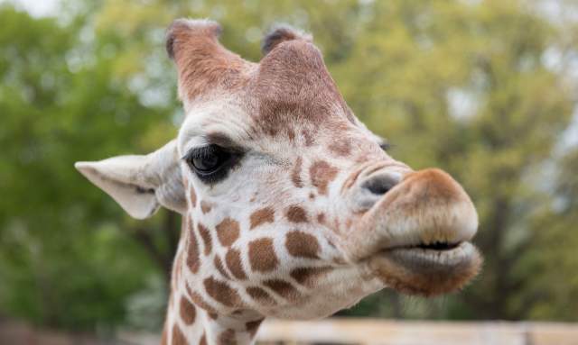 May 2019 Filming for the summer tv campaign at the Elmwood Park Zoo