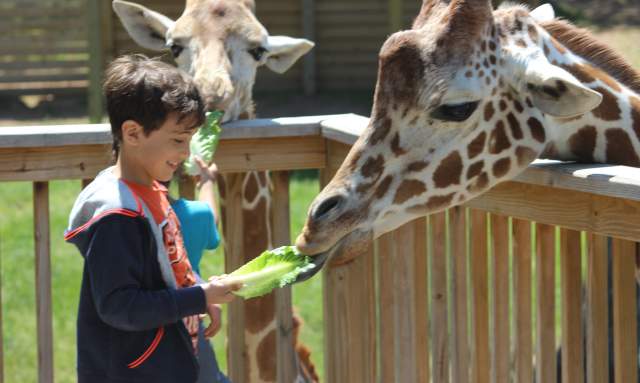 Elmwood Park Zoo Giraffe Feeding