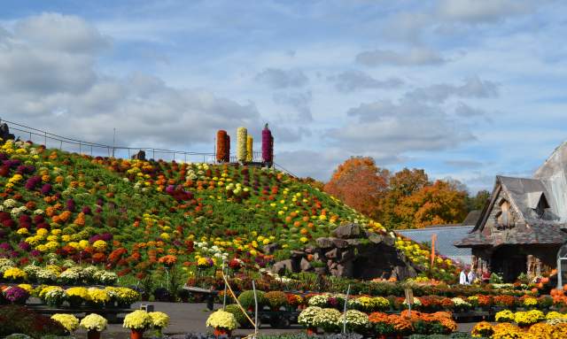 Mum hill at Otts Exotic plants 2015 fall