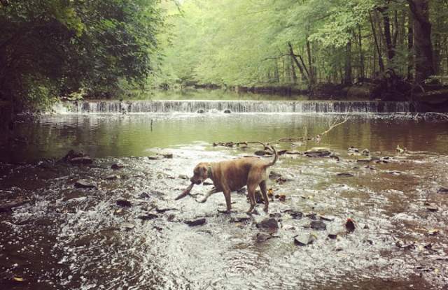 Wissahickon Green Ribbon Trail