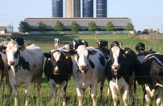 Merrymead Farm Cows