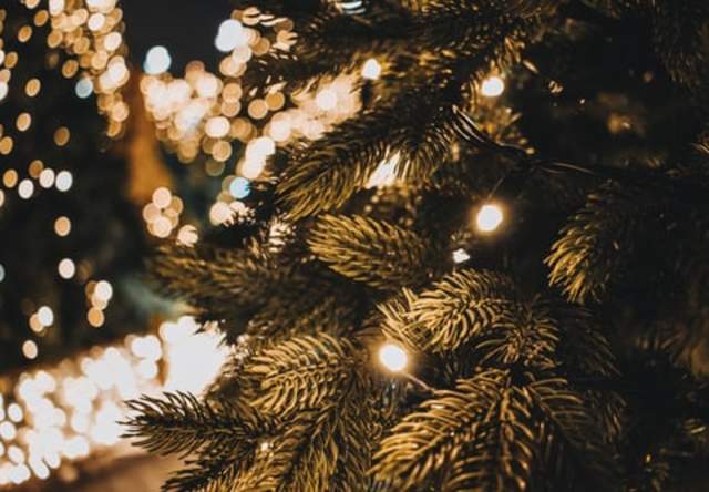 Where to Find the Perfect Christmas Tree in Montco