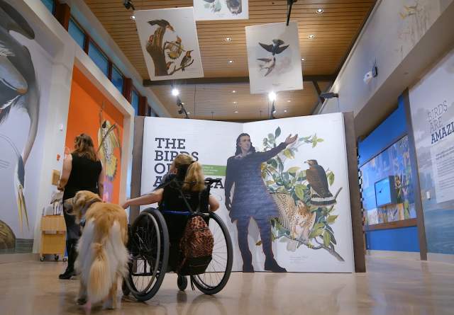 A woman in a wheelchair is pictured (center) with her guide dog and tour guide inside the John James Audubon Center Birds of America exhibit. They are facing the signage with their backs to the camera.