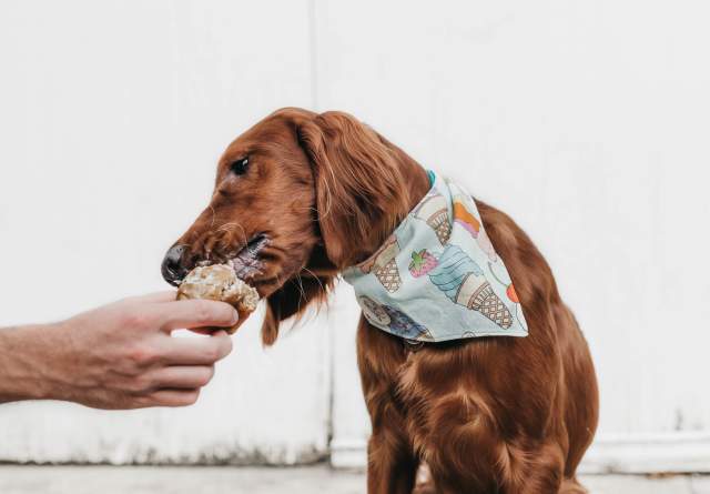 dog eating
