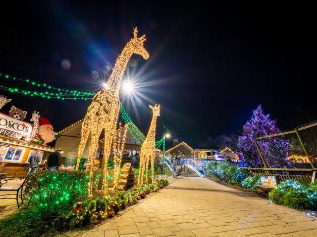 Giraffe Lights at Elmwood Park Zoo Wild Lights
