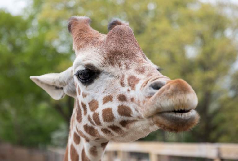 May 2019 Filming for the summer tv campaign at the Elmwood Park Zoo
