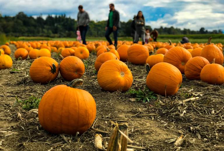Pumpkin Patch