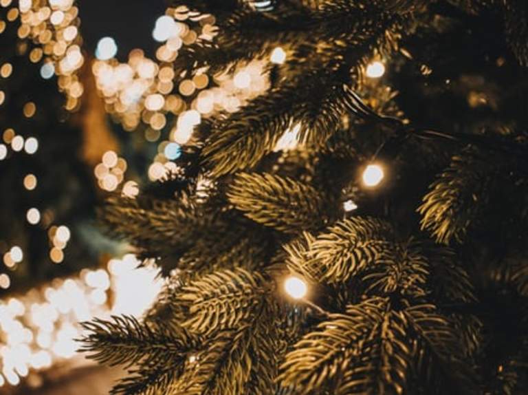 Where to Find the Perfect Christmas Tree in Montco